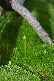 Attēlu rezultāti vaicājumam “Bryum funkii macro”