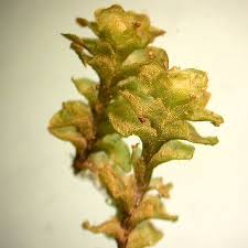 Attēlu rezultāti vaicājumam “Scapania lingulata”