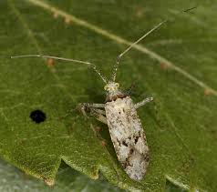 Attēlu rezultāti vaicājumam “Phytocoris longipennis”