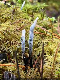 Attēlu rezultāti vaicājumam “Craterium leucocephalum var. scyphoides”