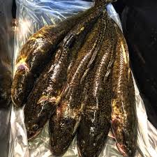 Image result for Lota lota