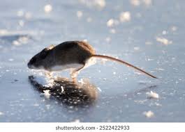 Attēlu rezultāti vaicājumam “Cricetidae”