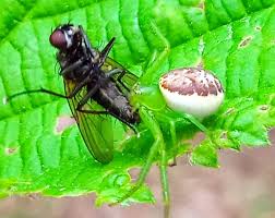 Attēlu rezultāti vaicājumam “Diaea dorsata”