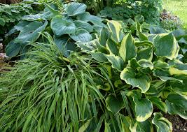 Attēlu rezultāti vaicājumam “Hosta sp.”