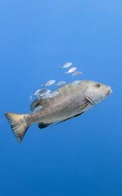 Image result for Lutjanus jocu