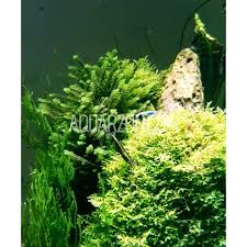 Attēlu rezultāti vaicājumam “Jungermannia subulata”