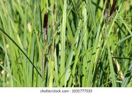 Attēlu rezultāti vaicājumam “Carex riparia”