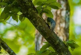 Attēlu rezultāti vaicājumam “Sitta europaea male”