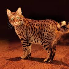 Image result for оцелот