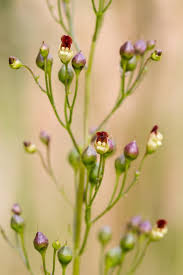 Attēlu rezultāti vaicājumam “Scrophularia umbrosa flower”