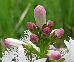 Attēlu rezultāti vaicājumam “Oenothera rubricauli bud”