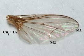 Attēlu rezultāti vaicājumam “Muscidae”