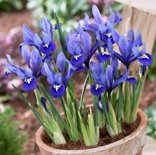 Attēlu rezultāti vaicājumam “Iris reticulata flower”