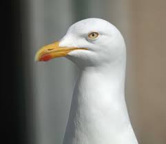Attēlu rezultāti vaicājumam “Larus argentatus nest”