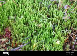 Attēlu rezultāti vaicājumam “Dicranum leioneuron”