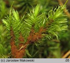 Attēlu rezultāti vaicājumam “Aulacomnium palustre”