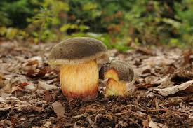 Attēlu rezultāti vaicājumam “Xerocomus chrysenteron”