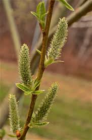 Attēlu rezultāti vaicājumam “Salix myrsinifolia male flower”
