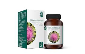 Image result for Silybum marianum