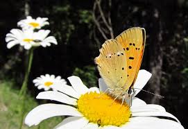 Attēlu rezultāti vaicājumam “Lycaena virgaureae male”