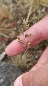 Attēlu rezultāti vaicājumam “Festuca rubra subsp. rubra”