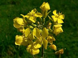 Attēlu rezultāti vaicājumam “Brassica napus”