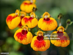 Image result for Calceolaria