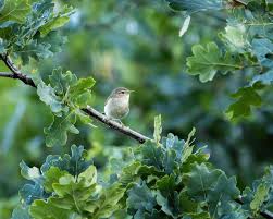 Attēlu rezultāti vaicājumam “Phylloscopus collybita adult”