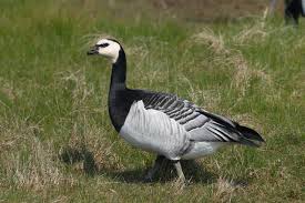 Attēlu rezultāti vaicājumam “Branta leucopsis”