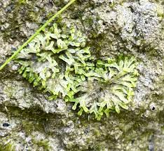 Attēlu rezultāti vaicājumam “Marchantiopsida”