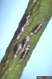 Attēlu rezultāti vaicājumam “Lepidosaphes ulmi”