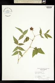 Attēlu rezultāti vaicājumam “Rubus illecebrosus”
