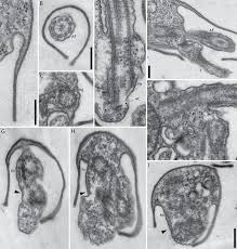 Attēlu rezultāti vaicājumam “Symphytocarpus impexus”