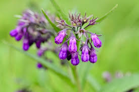 Image result for Symphytum officinale