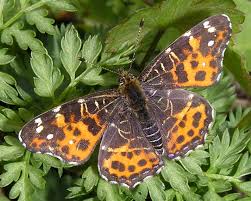 Attēlu rezultāti vaicājumam “Araschnia levana”