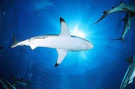 Image result for Carcharhinus limbatus