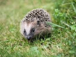 Image result for Igel