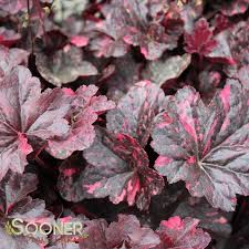 Image result for Heuchera `Midnight Rose`