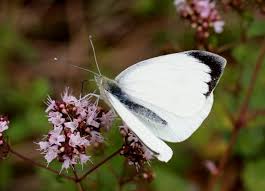 Attēlu rezultāti vaicājumam “Pieris brassicae male”