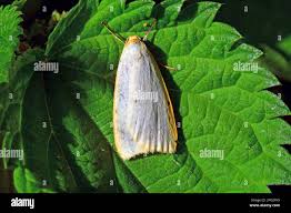 Attēlu rezultāti vaicājumam “Cybosia mesomella”