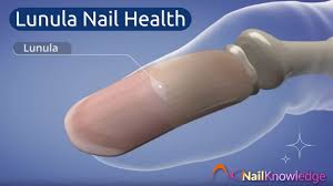 Image result for lunula nail