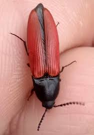 Attēlu rezultāti vaicājumam “Ampedus sanguineus”