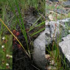 Attēlu rezultāti vaicājumam “Juncaginaceae”