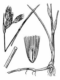 Attēlu rezultāti vaicājumam “Eriophorum gracile fruit”