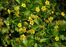 Attēlu rezultāti vaicājumam “Waldsteinia geoides flower”
