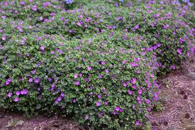Attēlu rezultāti vaicājumam “Geranium sanguineum”