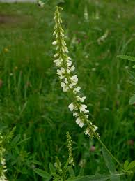 Attēlu rezultāti vaicājumam “Melilotus albus”
