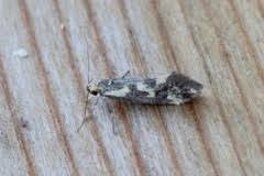 Attēlu rezultāti vaicājumam “Denisia similella”