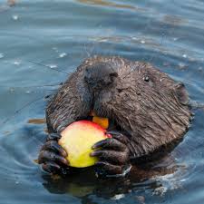 Image result for Castor fiber