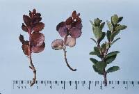 Attēlu rezultāti vaicājumam “Exobasidium cassandrae”